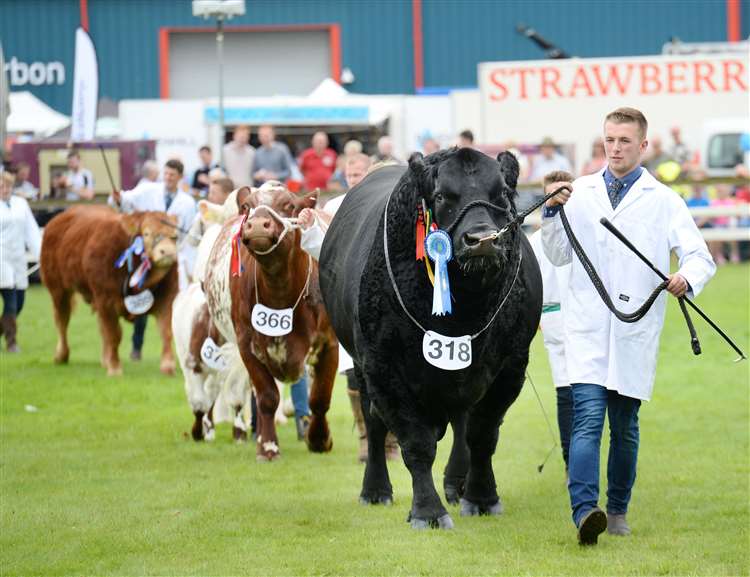 Prize livestock being judged at the Black Isle Show near Beauly